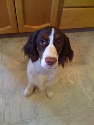 https://images.dog.ceo/breeds/springer-english/n02102040_1719.jpg