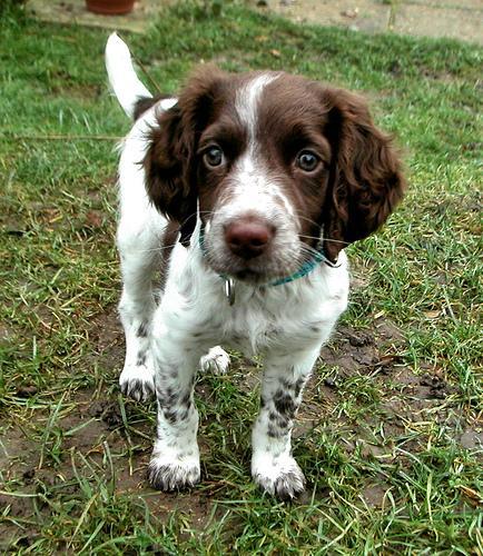 https://images.dog.ceo/breeds/springer-english/n02102040_1976.jpg