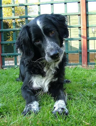 https://images.dog.ceo/breeds/springer-english/n02102040_2099.jpg