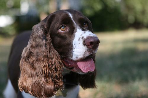 https://images.dog.ceo/breeds/springer-english/n02102040_2481.jpg