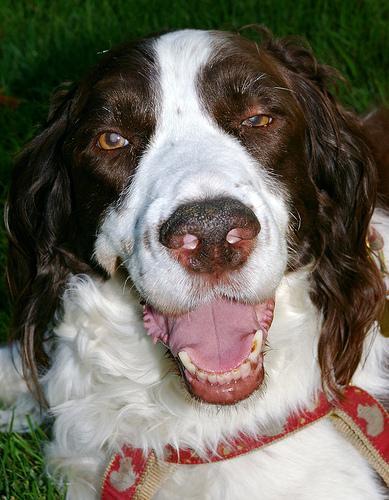 https://images.dog.ceo/breeds/springer-english/n02102040_251.jpg