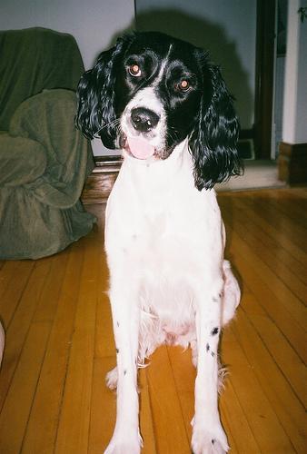 https://images.dog.ceo/breeds/springer-english/n02102040_2743.jpg