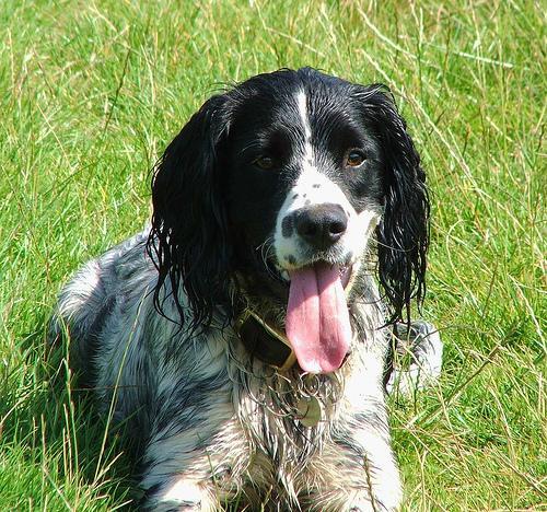 https://images.dog.ceo/breeds/springer-english/n02102040_2764.jpg