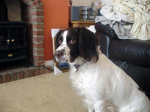 https://images.dog.ceo/breeds/springer-english/n02102040_2792.jpg