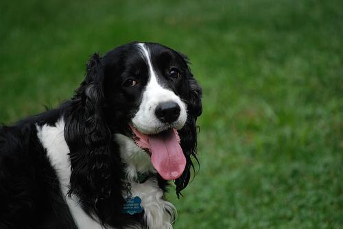 https://images.dog.ceo/breeds/springer-english/n02102040_2836.jpg