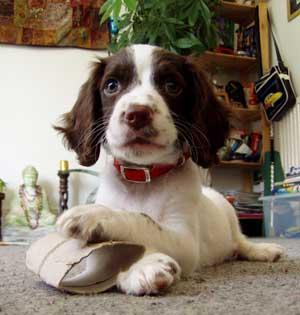 https://images.dog.ceo/breeds/springer-english/n02102040_3006.jpg