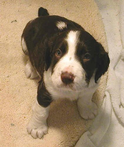 https://images.dog.ceo/breeds/springer-english/n02102040_3096.jpg