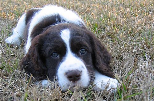 https://images.dog.ceo/breeds/springer-english/n02102040_3156.jpg