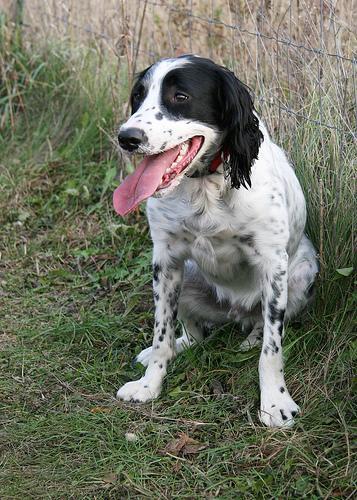 https://images.dog.ceo/breeds/springer-english/n02102040_3335.jpg