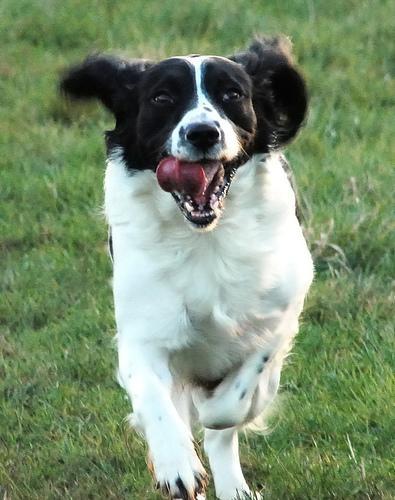 https://images.dog.ceo/breeds/springer-english/n02102040_3371.jpg