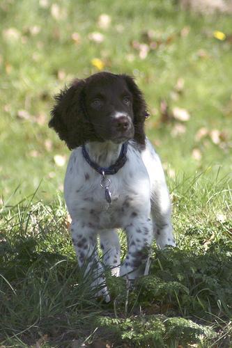 https://images.dog.ceo/breeds/springer-english/n02102040_3476.jpg