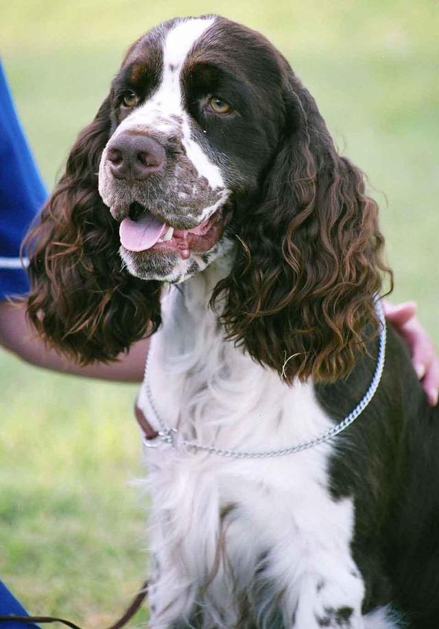 https://images.dog.ceo/breeds/springer-english/n02102040_358.jpg