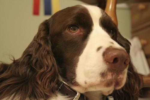 https://images.dog.ceo/breeds/springer-english/n02102040_3586.jpg