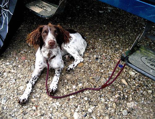 https://images.dog.ceo/breeds/springer-english/n02102040_3668.jpg