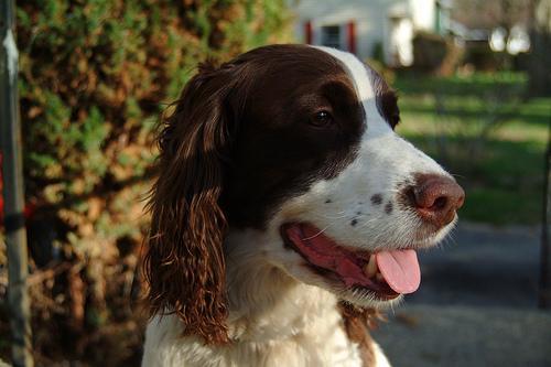 https://images.dog.ceo/breeds/springer-english/n02102040_3693.jpg