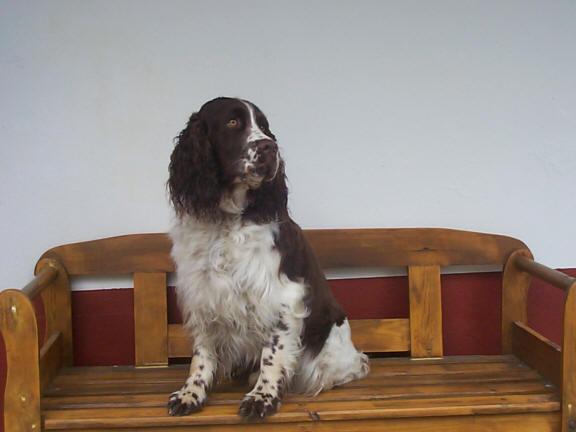 https://images.dog.ceo/breeds/springer-english/n02102040_3963.jpg