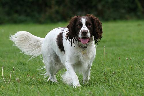 https://images.dog.ceo/breeds/springer-english/n02102040_403.jpg