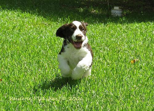 https://images.dog.ceo/breeds/springer-english/n02102040_4250.jpg