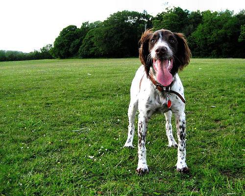 https://images.dog.ceo/breeds/springer-english/n02102040_4295.jpg