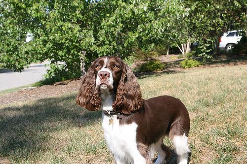 https://images.dog.ceo/breeds/springer-english/n02102040_4625.jpg