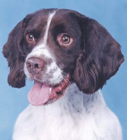 https://images.dog.ceo/breeds/springer-english/n02102040_4644.jpg