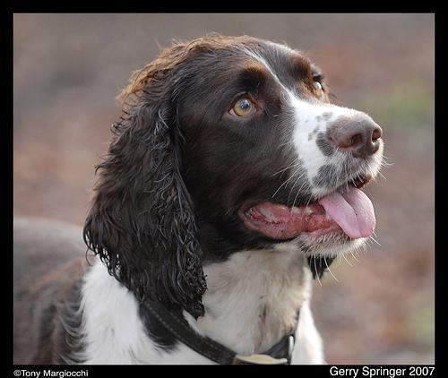 https://images.dog.ceo/breeds/springer-english/n02102040_4738.jpg