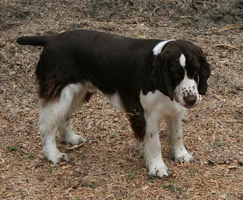 https://images.dog.ceo/breeds/springer-english/n02102040_4821.jpg