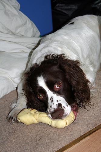 https://images.dog.ceo/breeds/springer-english/n02102040_4835.jpg