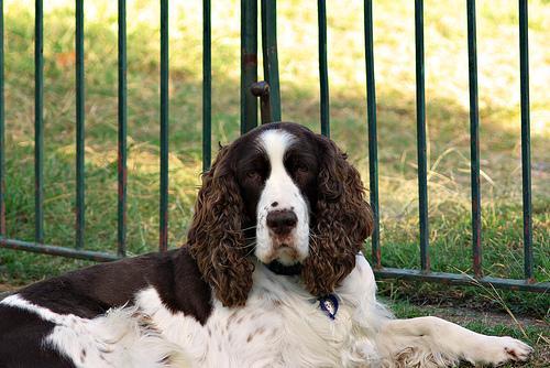 https://images.dog.ceo/breeds/springer-english/n02102040_5096.jpg