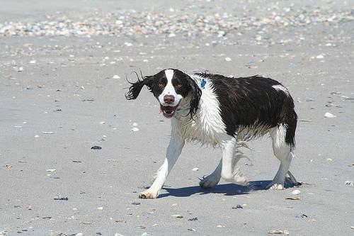 https://images.dog.ceo/breeds/springer-english/n02102040_5145.jpg