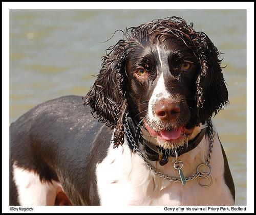 https://images.dog.ceo/breeds/springer-english/n02102040_5283.jpg