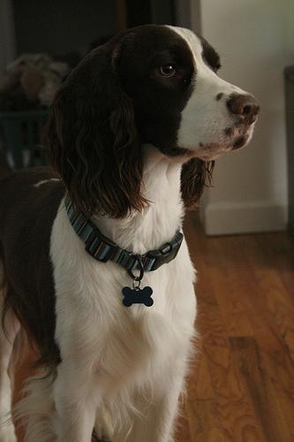 https://images.dog.ceo/breeds/springer-english/n02102040_5308.jpg