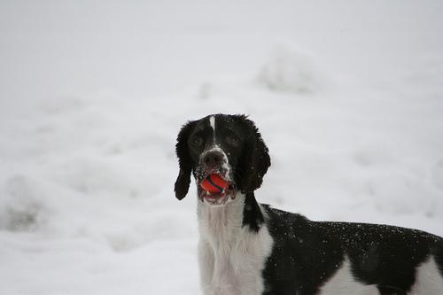 https://images.dog.ceo/breeds/springer-english/n02102040_5388.jpg