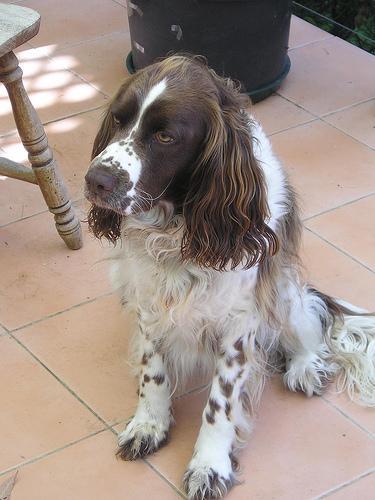 https://images.dog.ceo/breeds/springer-english/n02102040_5449.jpg