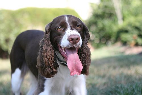 https://images.dog.ceo/breeds/springer-english/n02102040_5641.jpg