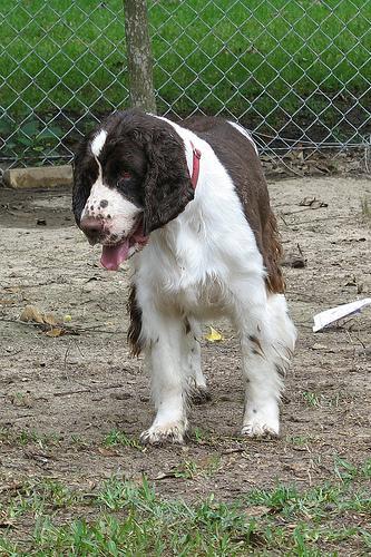 https://images.dog.ceo/breeds/springer-english/n02102040_571.jpg