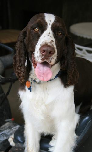 https://images.dog.ceo/breeds/springer-english/n02102040_5754.jpg