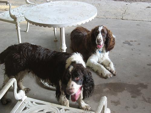 https://images.dog.ceo/breeds/springer-english/n02102040_6109.jpg