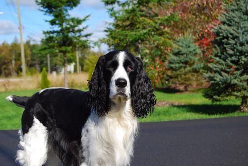 https://images.dog.ceo/breeds/springer-english/n02102040_6335.jpg