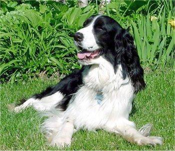 https://images.dog.ceo/breeds/springer-english/n02102040_639.jpg