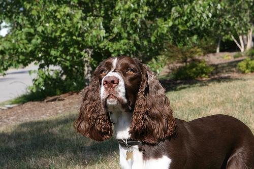 https://images.dog.ceo/breeds/springer-english/n02102040_6473.jpg