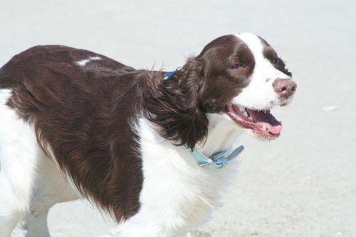 https://images.dog.ceo/breeds/springer-english/n02102040_6552.jpg