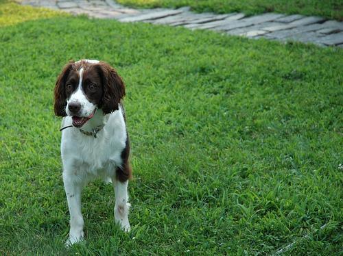 https://images.dog.ceo/breeds/springer-english/n02102040_6566.jpg