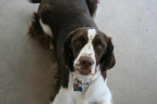 https://images.dog.ceo/breeds/springer-english/n02102040_6763.jpg