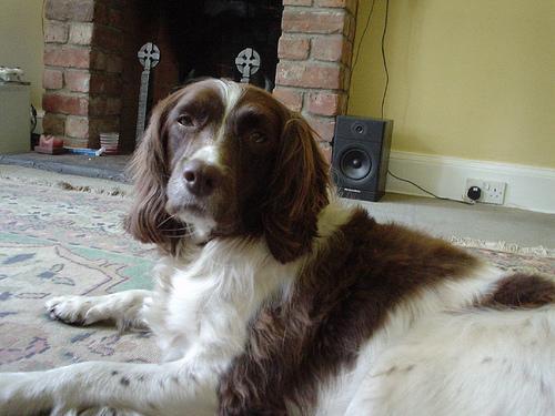 https://images.dog.ceo/breeds/springer-english/n02102040_6786.jpg