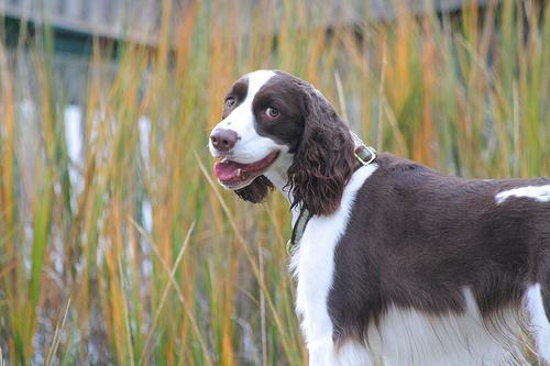 https://images.dog.ceo/breeds/springer-english/n02102040_688.jpg