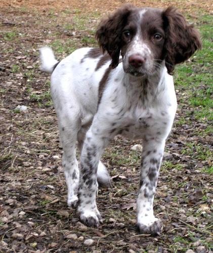 https://images.dog.ceo/breeds/springer-english/n02102040_6890.jpg