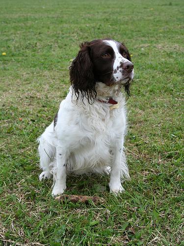 https://images.dog.ceo/breeds/springer-english/n02102040_709.jpg