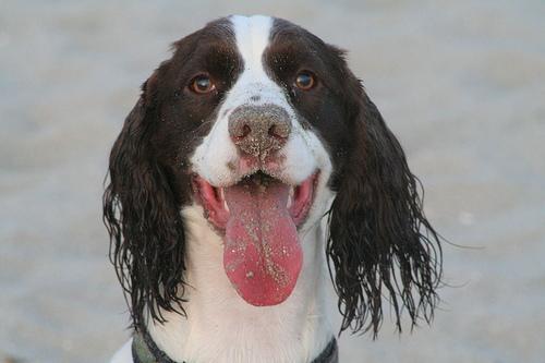 https://images.dog.ceo/breeds/springer-english/n02102040_7091.jpg