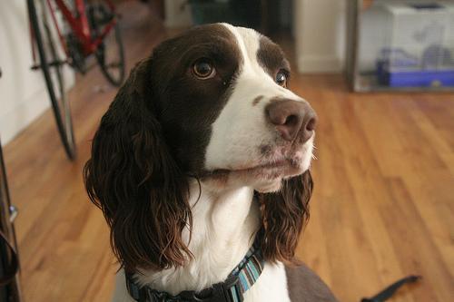 https://images.dog.ceo/breeds/springer-english/n02102040_7169.jpg